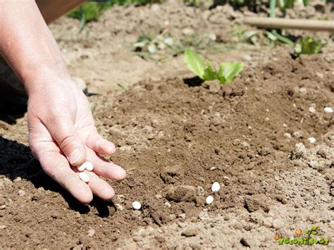 10 rešitev za uspešno vrtnarjenje - Zeleni svet