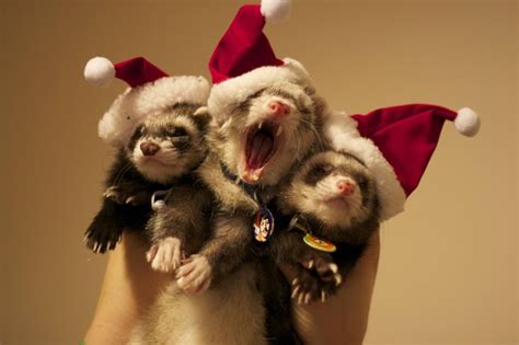 1000+ images about A cute Animal on Pinterest