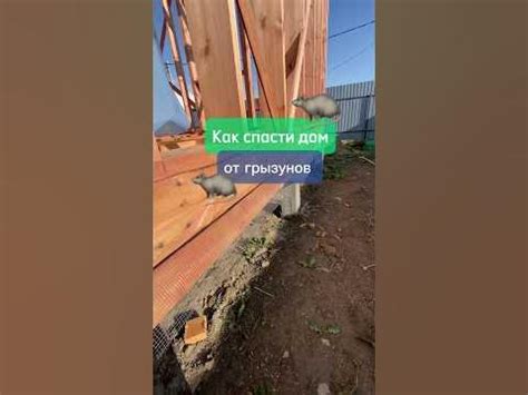 Сетка от грызунов в загородном доме🏠 - YouTube
