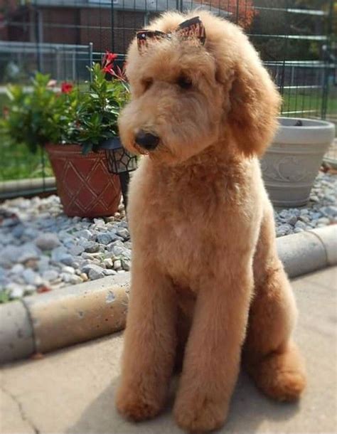 Goldendoodle Mohawk