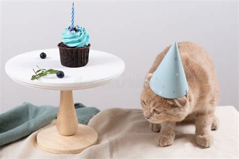 Bad Birthday. Sad Cat in Birthday Hat with Cupcake with Extinguished ...