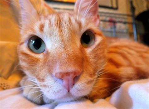 Meet Fritz, the Special Needs Egyptian Mau — Catcuddles London London