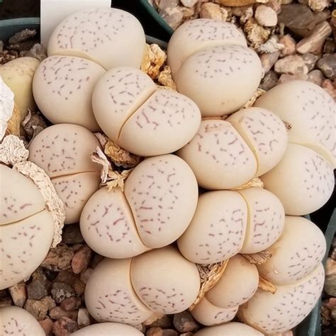 Dinteranthus vanzylii #1482.131 - Mesa Garden
