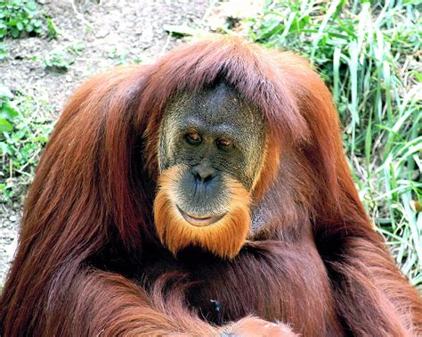 Orangutan conservation’s balancing act