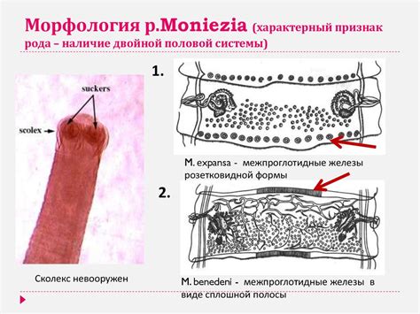 Мониезиоз жвачных животных. Разработка мер борьбы и профилактики ...