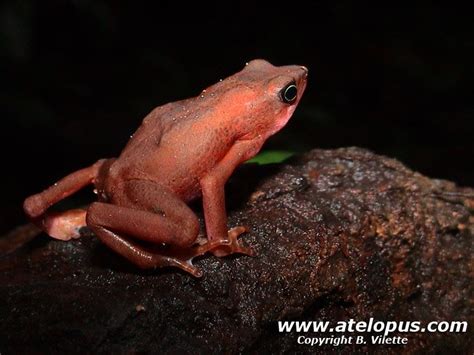 atelopus.com - Atelopus flavescens