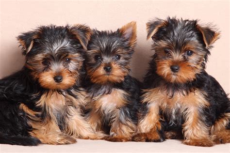 Find Your Yorkies at Petland Mall of Georgia! - Petland Mall of Georgia