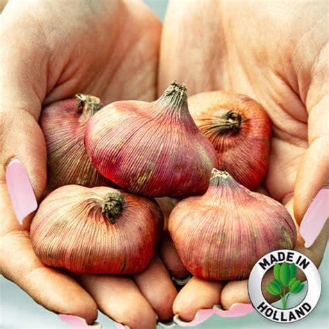 Gladiolus Alpha Order online in EU directly from Holland