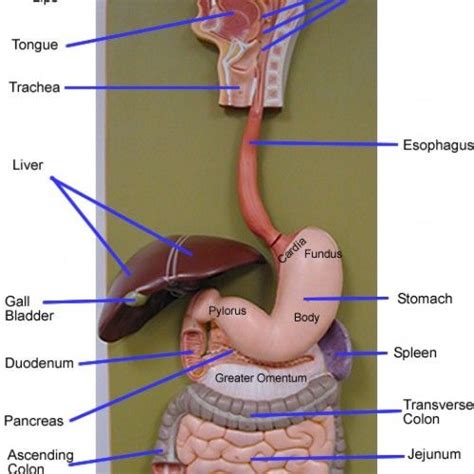 anatomy digestive system model labeled