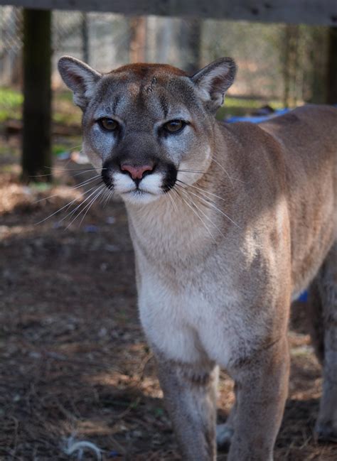 Free cougars, Download Free cougars png images, Free ClipArts on