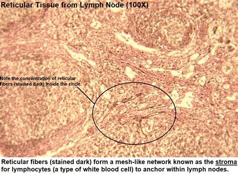 Reticular Connective Tissue - Biology Simple