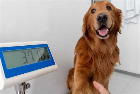 How to Tell if Your Dog Is Overweight - And What to Do About It - Potty