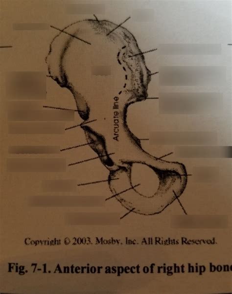 Anterior Pelvis Diagram | Quizlet