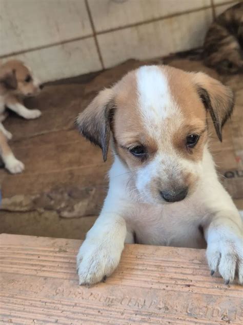 Com Quanto Tempo Pode Doar Filhotes De Cachorro