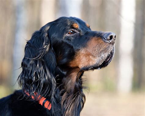 Шотландский сеттер (Gordon setter) - это умная, выносливая и энергичная ...