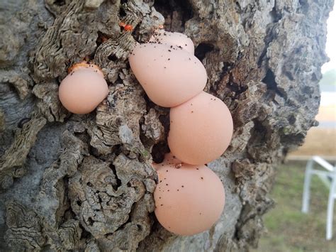Pink fungus on a sugarberry tree : r/mildlyinteresting
