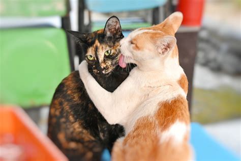 Ponašanje: Jezik sklapa prijateljstva - Pet Magazine
