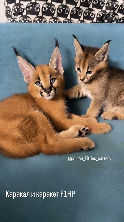 Знаете разницу между каракалом и каракетом? #cat #kitten#каракет# ...