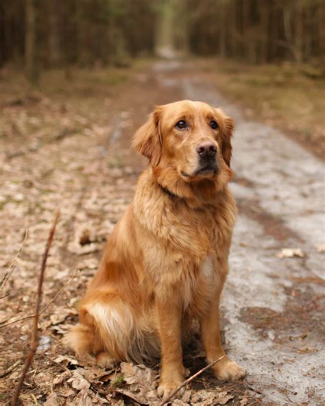9 Different Types of Golden Retrievers (With Pictures)