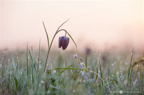 Močvirski tulipan (Fritillaria meleagris) – Miro Podgoršek
