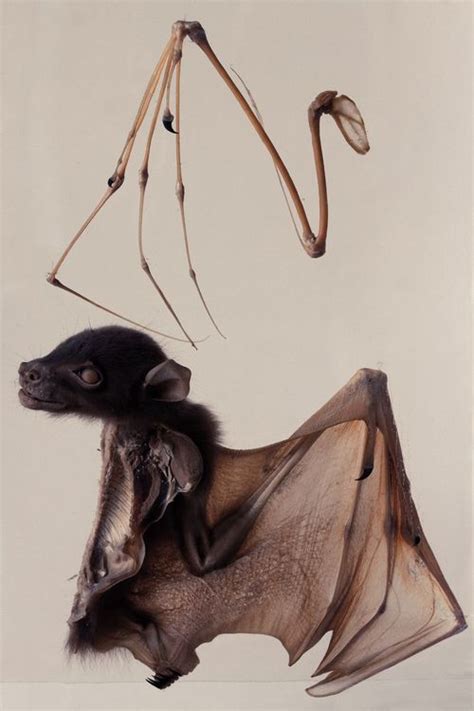 Bat wing anatomy--- moshita: Hunterian Museum II Joakim Blockstrom ...