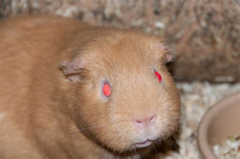 Red Eyes Guinea Pig at Brandon Premo blog