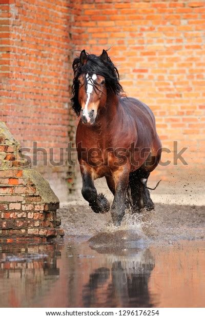 bay draft horse runs gallop forwards stock photo  shutterstock