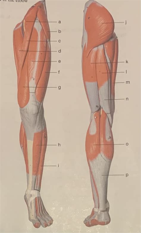 diagram muscles   limb quizlet