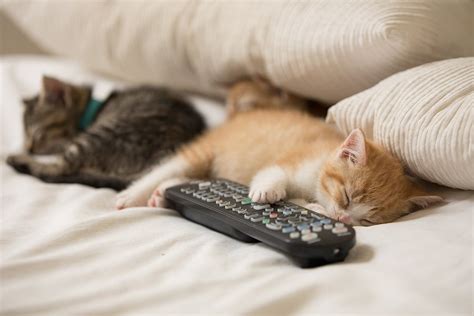 How to Relax Like These Adorable Animals | ASPCA