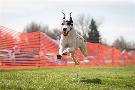 Are Great Danes Fast