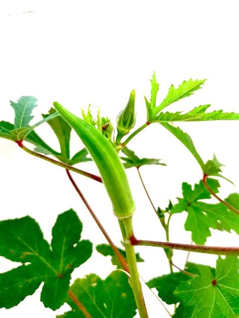 Lady's Finger / Ladies' Fingers (Okra) » Edible Plant • TJG