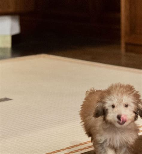 The 29 Best Pet-Friendly Hotels in the U.S. – PureWow