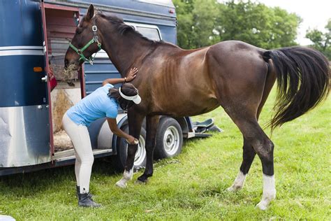 Horse Grooming And Its Benefits — FC Supplies