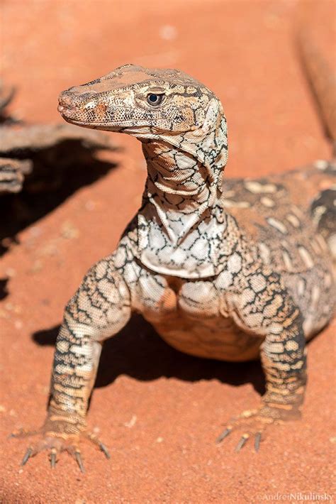 Animalia herps varanus – Artofit