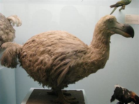 discover   reasons   dodo bird  extinct   animals