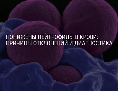 Понижены нейтрофилы в крови: что это значит у взрослых женщин, у мужчин ...