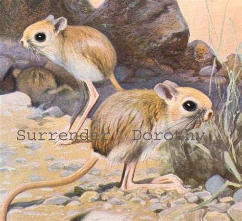 Kangaroo Mouse Natural History Lithograph Illustration Germany | Etsy