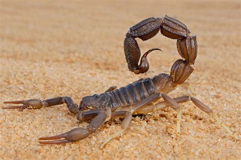 scorpion du desert du nevada chasseur nocturne aux piquants
