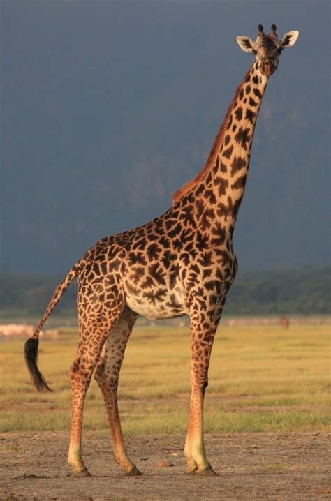 Masai Giraffe Ecology and Conservation – PopEcol