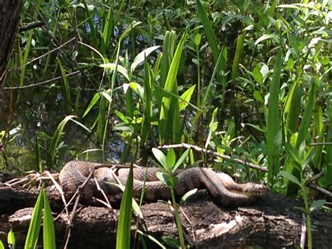 Feeling Swamped: Bayou Tours near New Orleans – Lisa Alpine