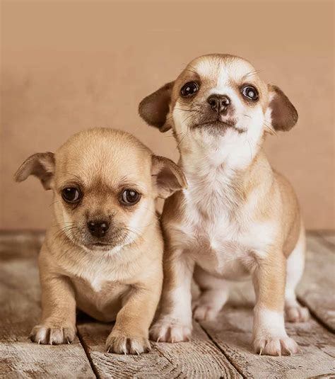 Light Brown Teacup Chihuahua