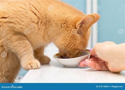 Man Feeding a Cat Sitting at the Table Stock Image - Image of feed ...
