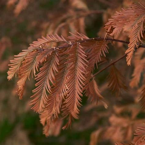 Asian Conifers | Sequoia Valley Farms