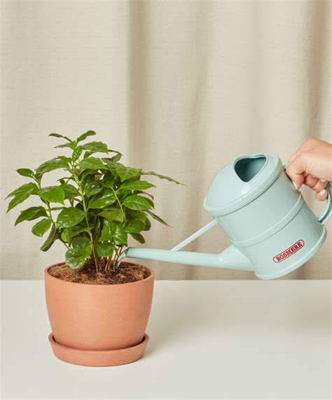 Buy Potted Coffee Plant Indoor Plant | Bloomscape