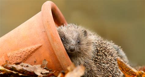 Hedgehog Awareness Week | How To Encourage Hedgehogs