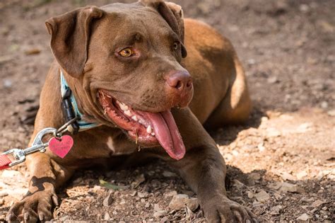 Nombres para perros pitbull machos malos: ¡Impón respeto