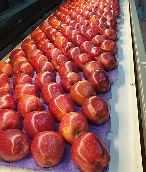 Fresh Apples From Our Gardens Red Delicious Apples Maximum Crunchy ...