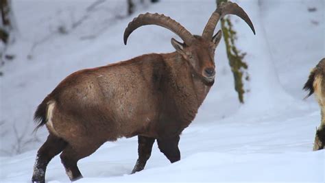 ibex stock footage video  royalty   shutterstock