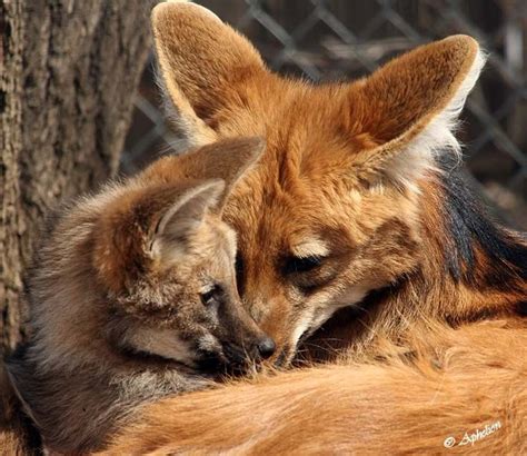 pin  ritsu xz  animals maned wolf wild dogs animals wild