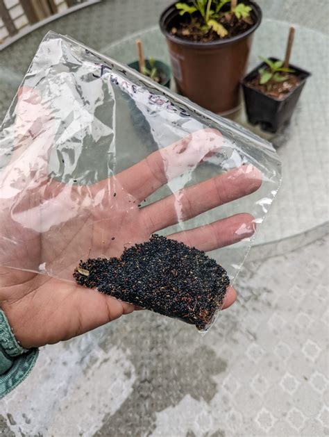 Wild Columbine – The Native Plant Gardener